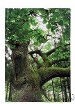 Notitieboek 'Lindeboom'